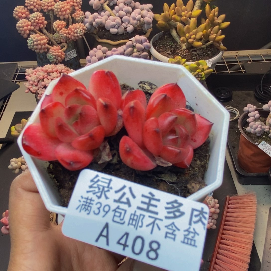 408TM多肉肉6c m