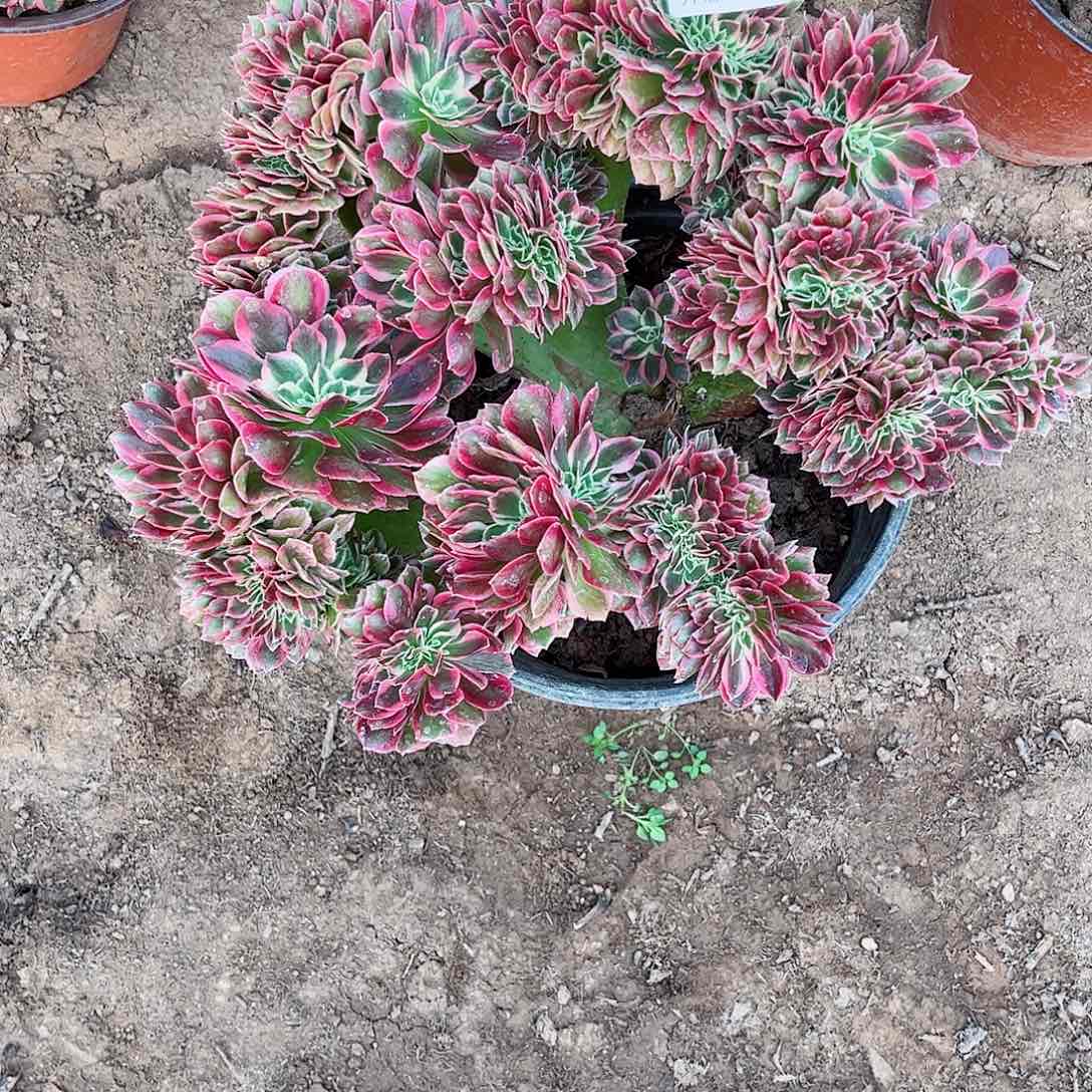 无花朵多肉植物315