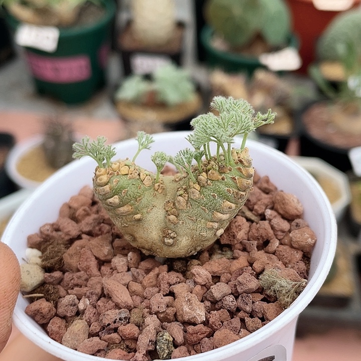 707白皮月界块根植物