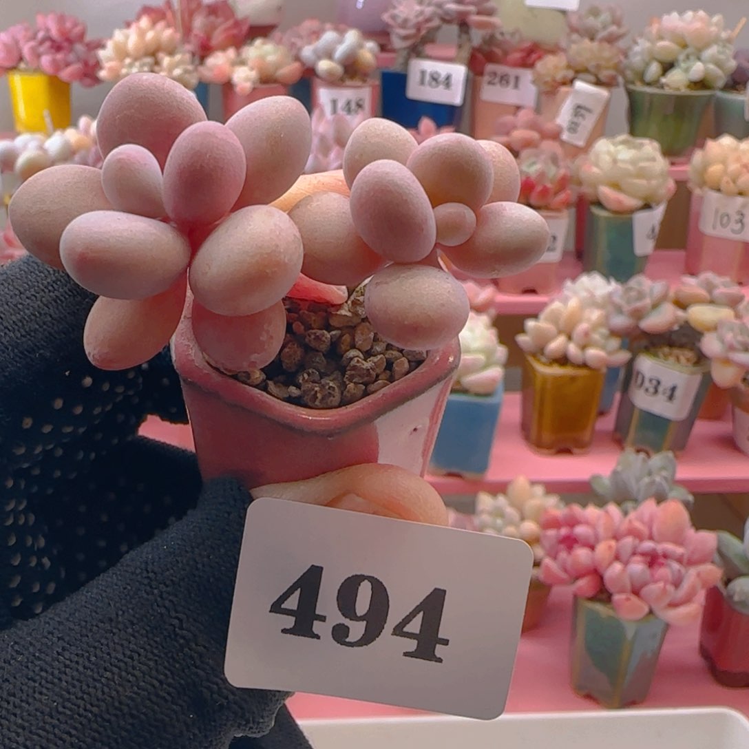 桃蛋494 ，带盆土发货，满38包邮非偏远。