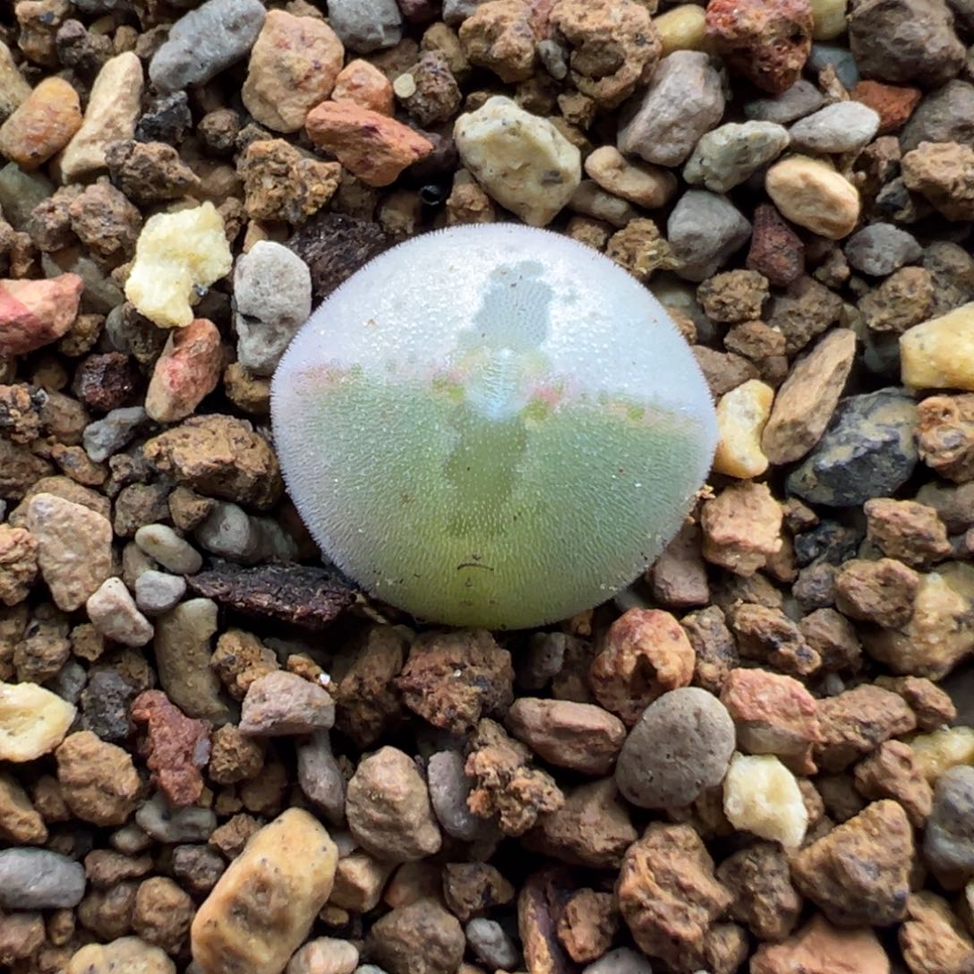 87单头猫耳空蝉一棵特   