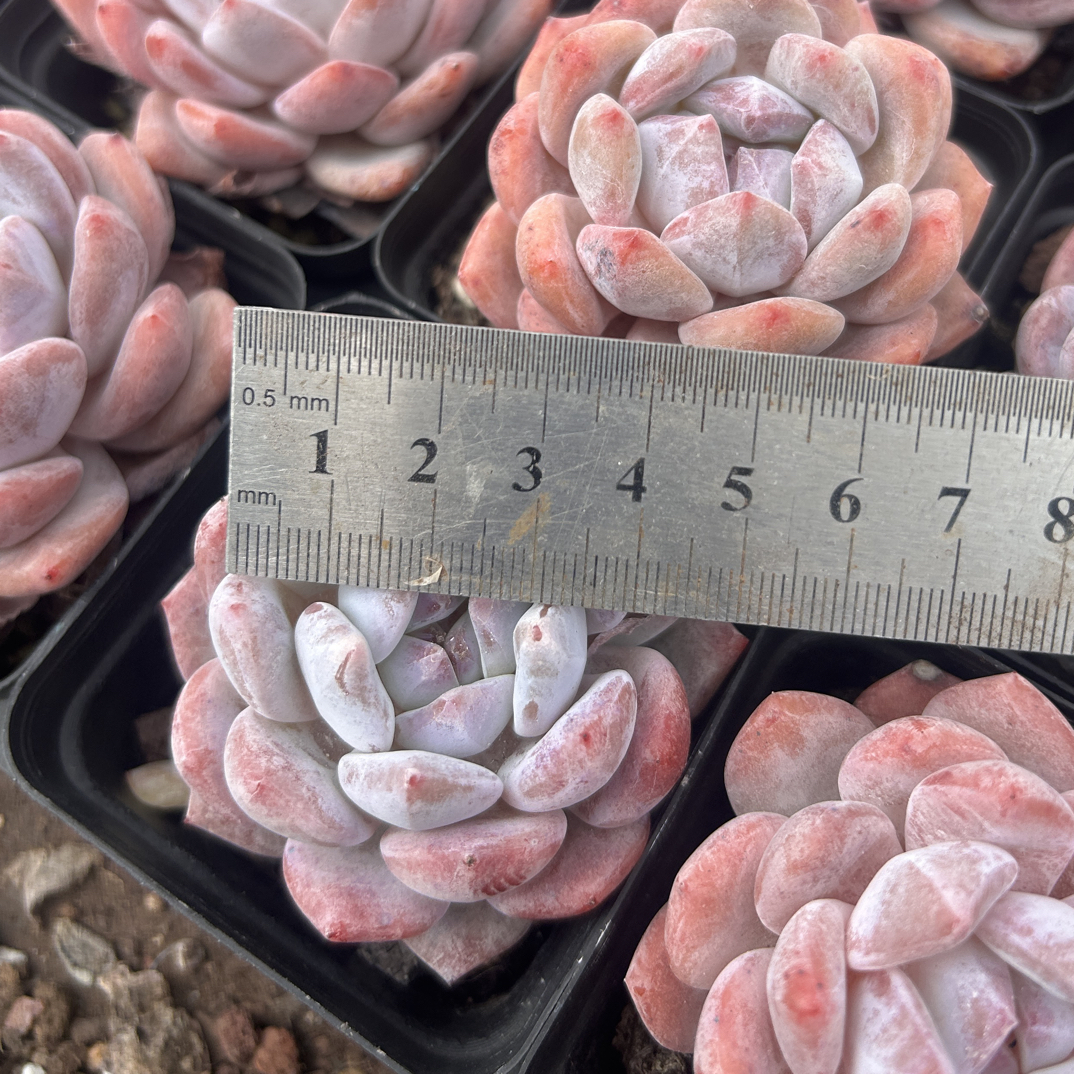 多肉 橘子梦露 单头 小货（满9.9包邮）