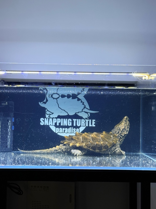 直播挑选 人工养殖大鳄龟苗