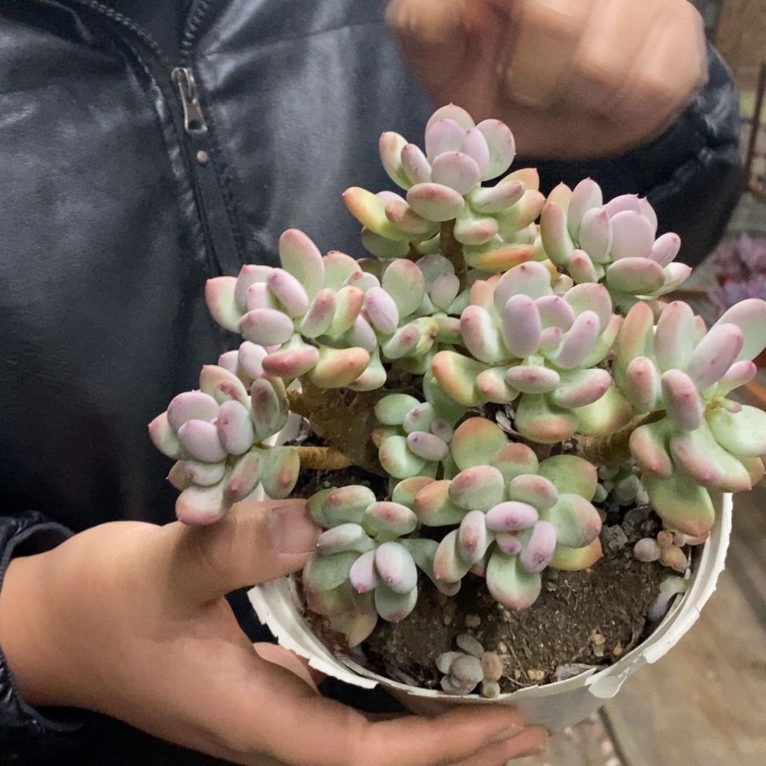 三日月美人多头群生老桩