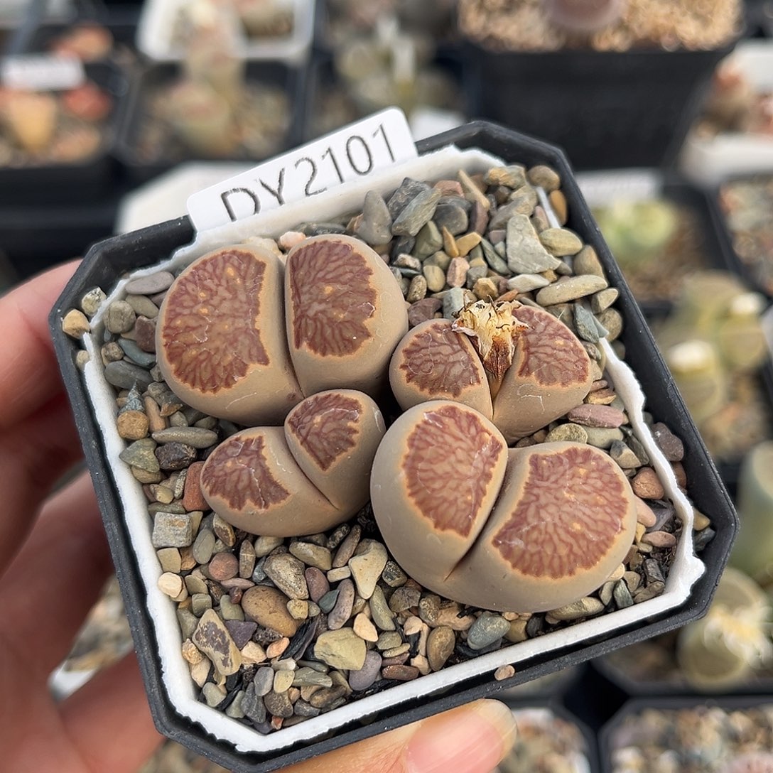 一物一拍菊母本2101