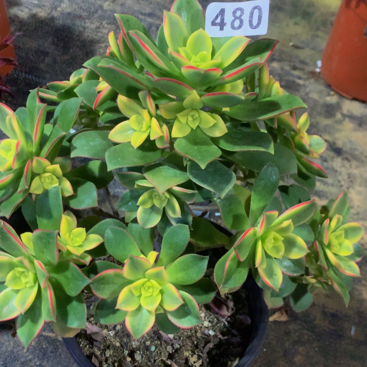 【闪购商品】480艳日辉多肉