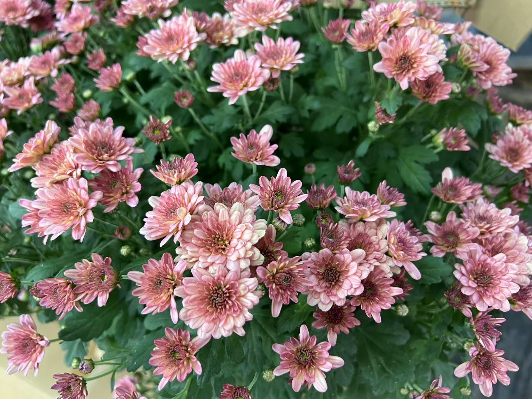 甜蜜西柚千头球菊盆栽四季千头花卉庭院耐寒开花植物耐热室内阳台