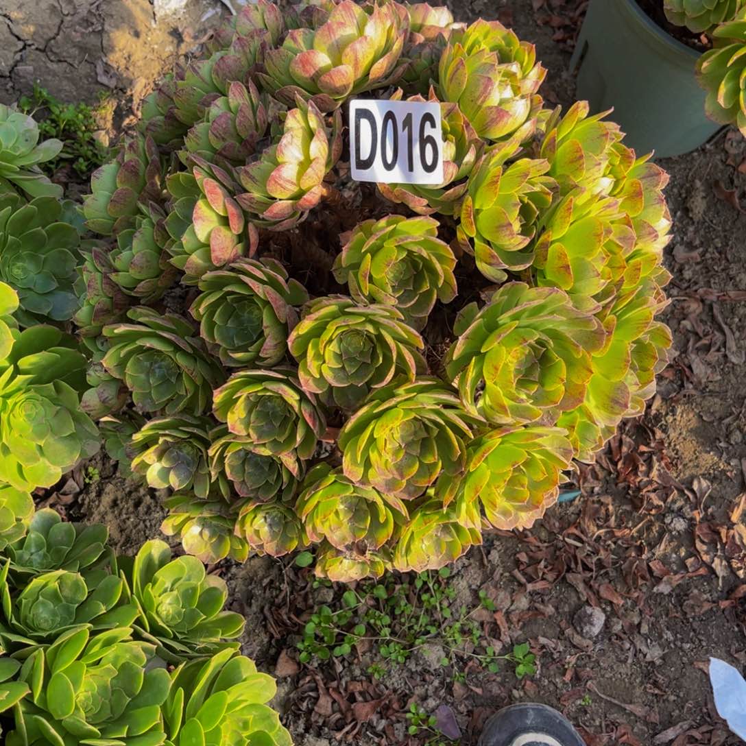 万拉丝14////-36包邮