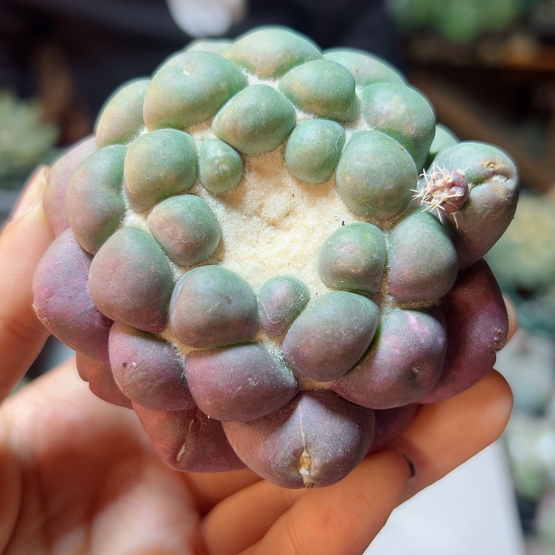 20号自根紫肌蜘蛛眼7公分