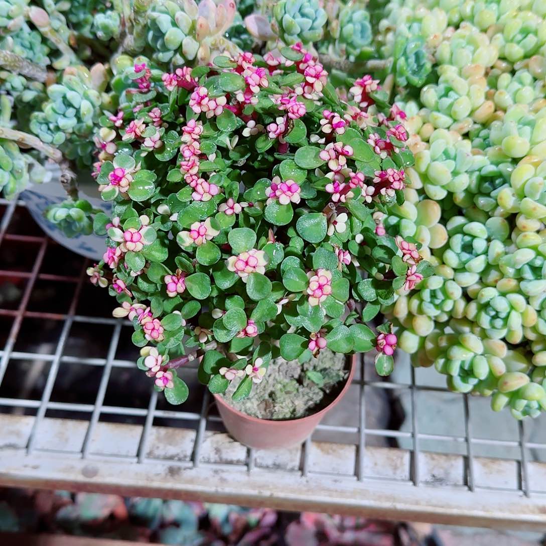 金枝玉叶棒棒糖多肉植物