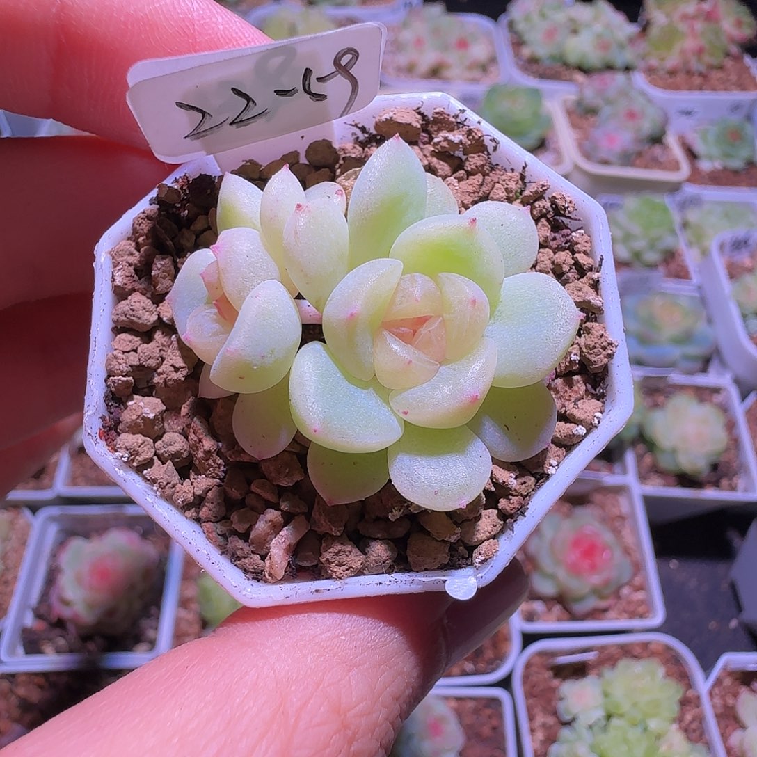 22-59福利甜心1762双头