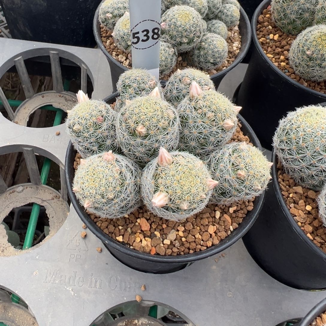 疯***岁吉赛尔多肉植物带盆土538