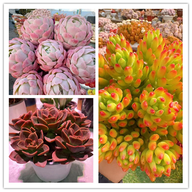 XS红酒玫瑰+万花筒+贝瑞 多肉组合 新手好养带盆栽