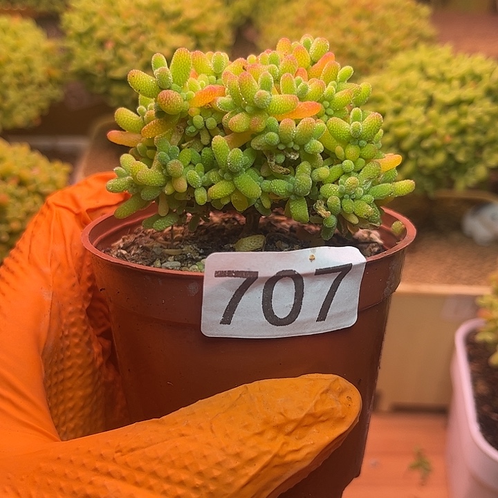 无花朵707蜜桔糖球