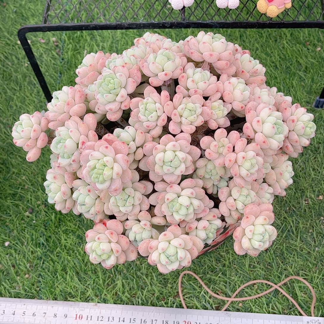 韩版樱花罗琦多肉