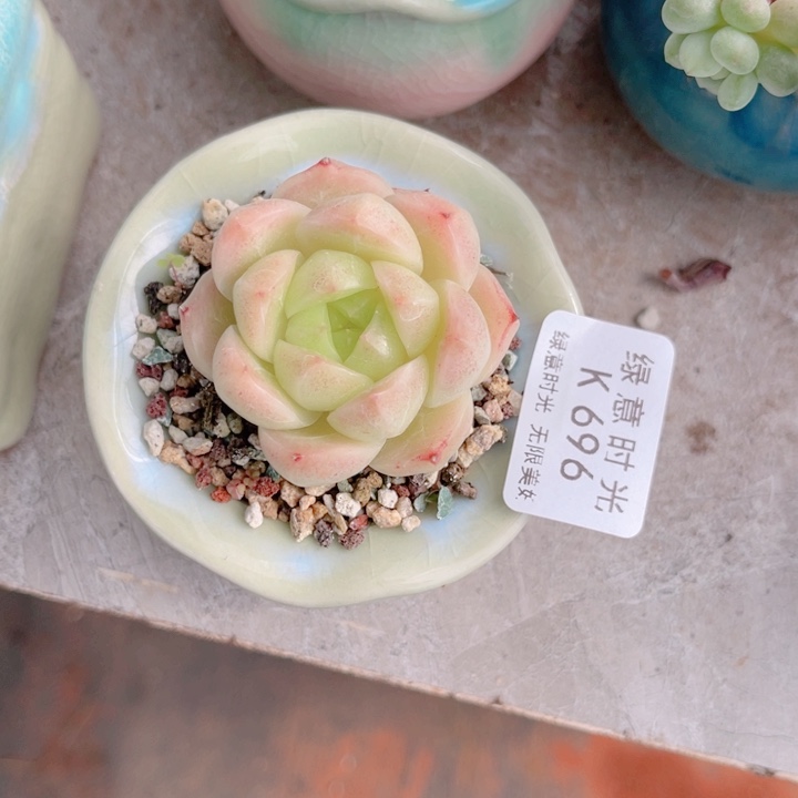 696 珍妮麦秆  带陶瓷盆发货 满28包邮