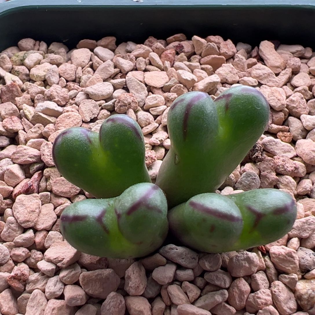 771。青蛙种源龙姬