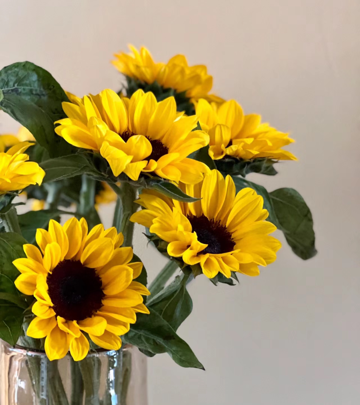 向日葵5支（绿心、黑心可混色）