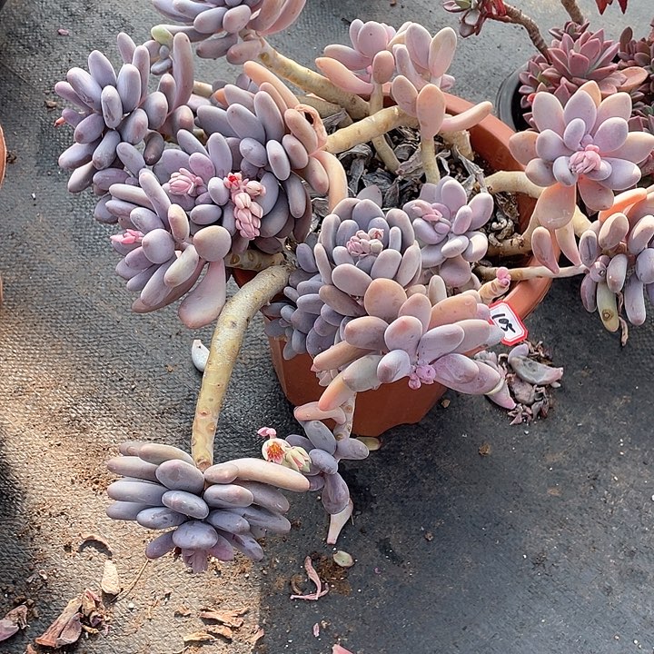 105桃美人 一物一拍多肉