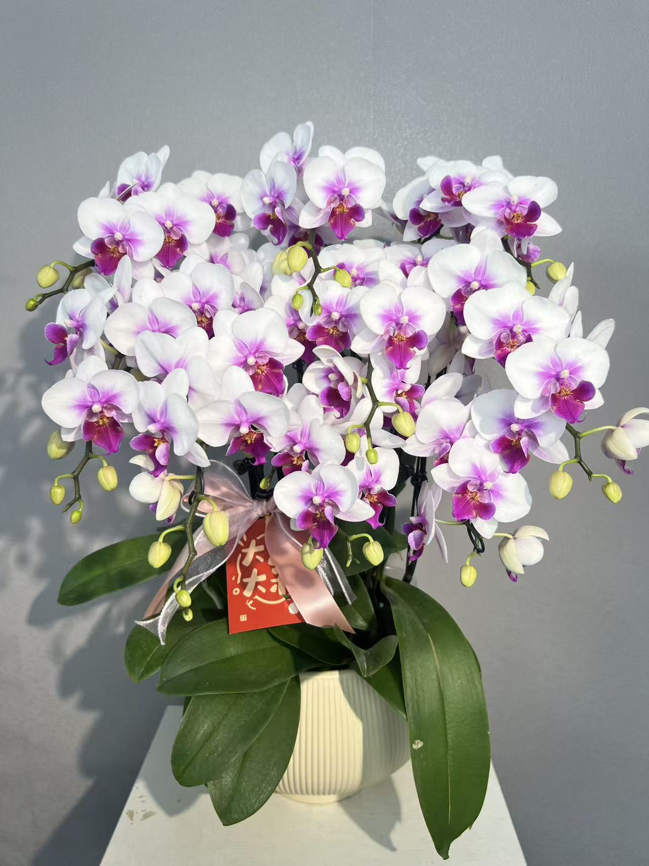 《荔枝》蝴蝶兰艺术组盆鲜花摆设高端花卉