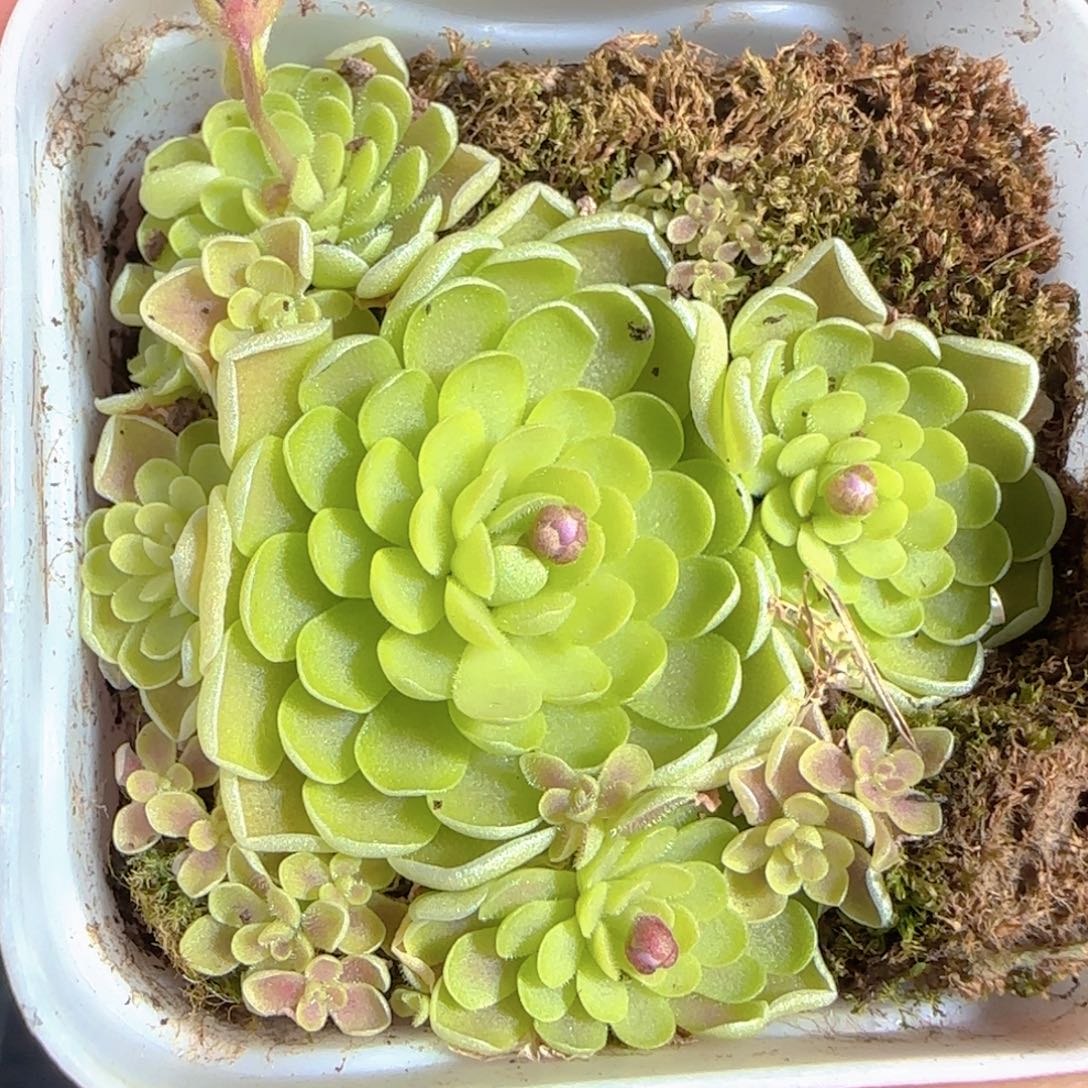 多肉1224-123捕虫堇