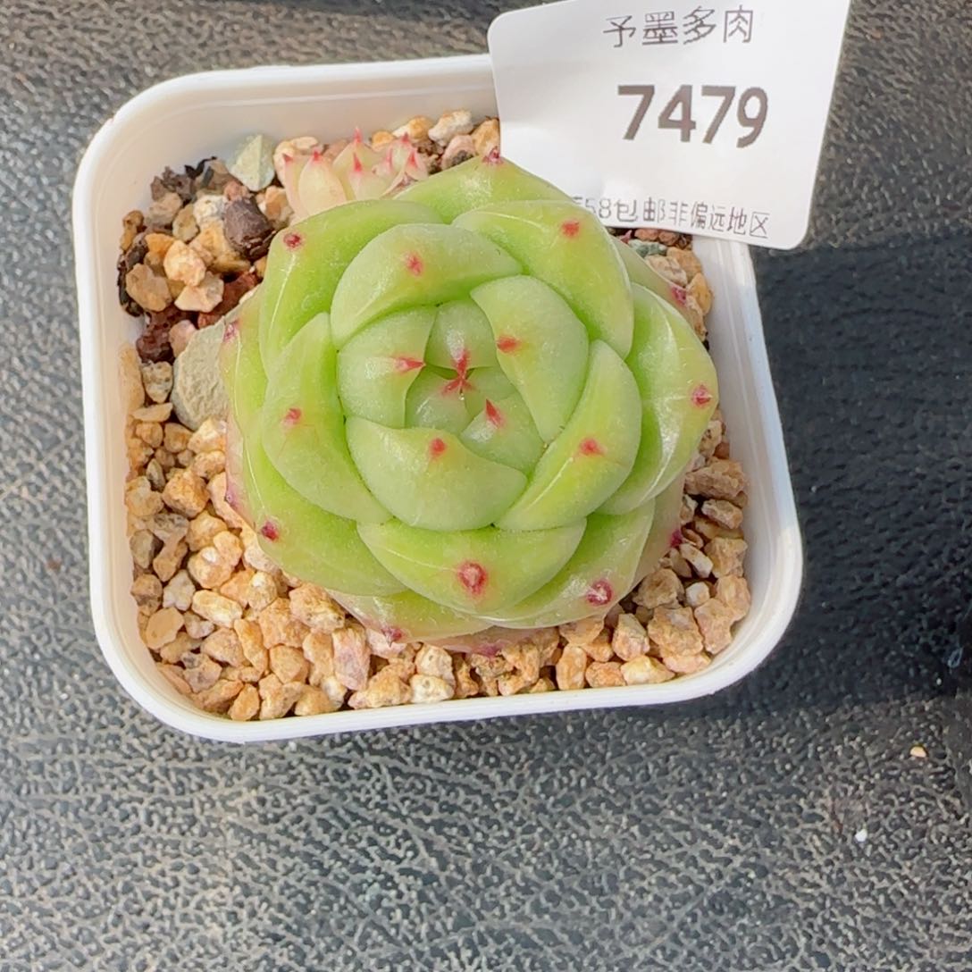迷雾珍妮，7479多肉植物