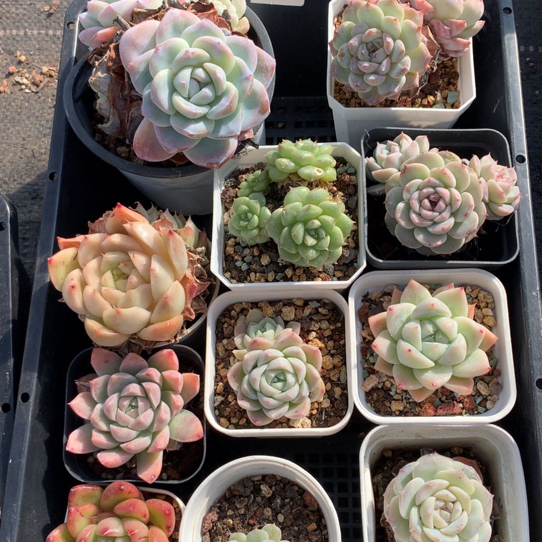 1209-79 套餐一组