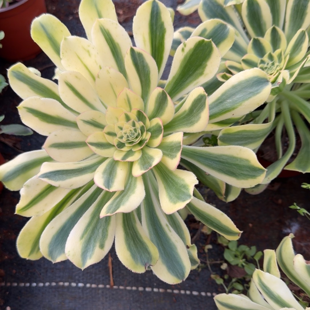 保时捷多肉植物法师