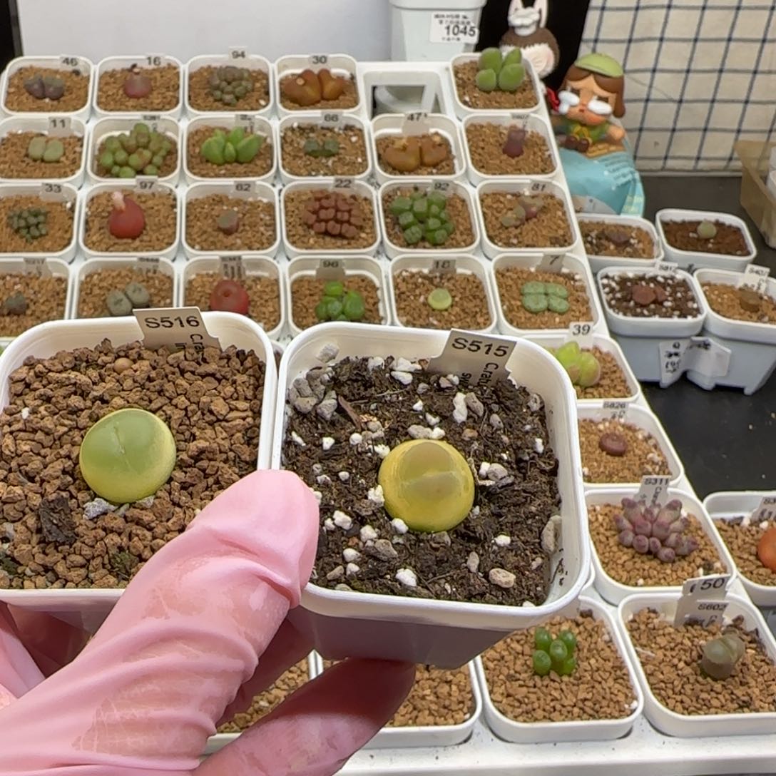 *****肉锥多肉植物组合-有疤1339