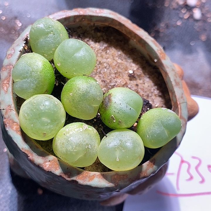 27330。   拉登1.4一颗。   