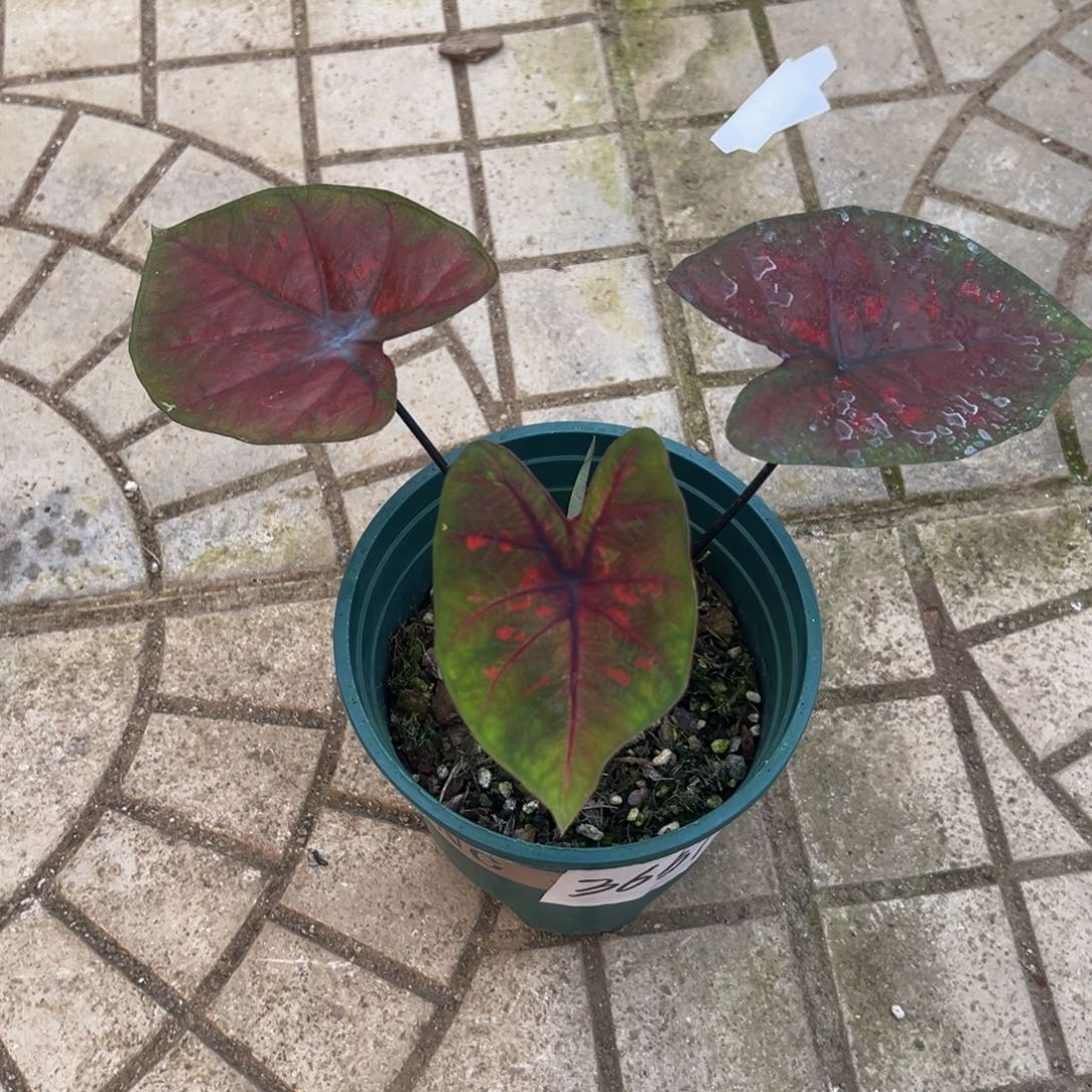 花****完全开放3657泰彩