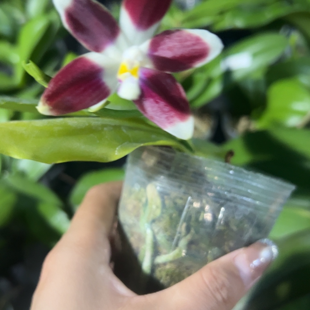 当前无花栽培后可以开花熊猫盾2.5带花微瑕不售后