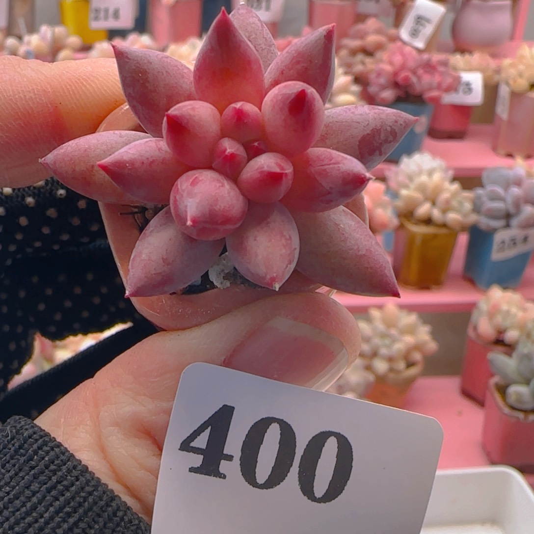 车厘子400 ，带盆土发货，满38包邮非偏远。