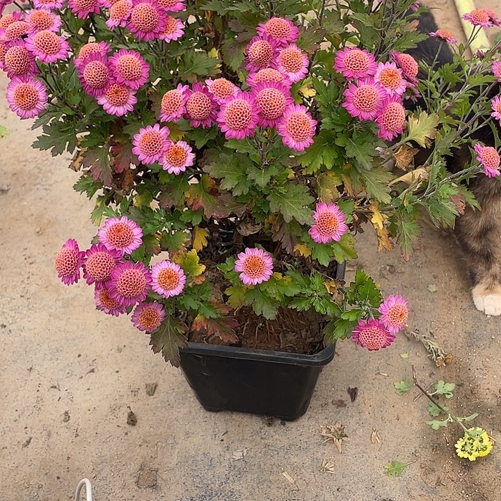 用***265菊花菊花菊花菊花菊花