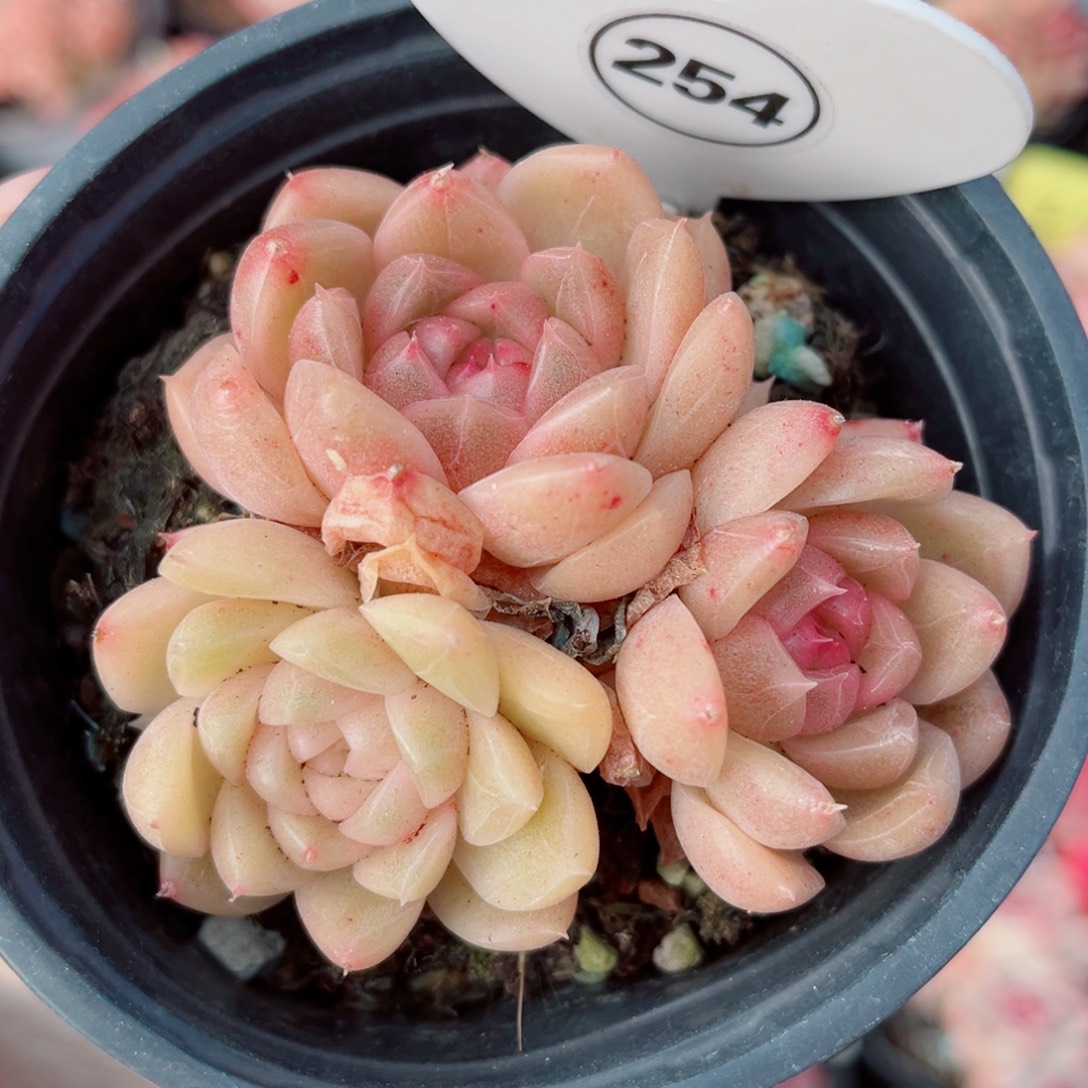 254号小老桩珍妮群