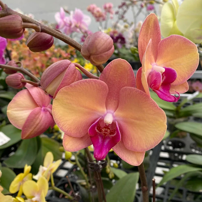 牛记小美女/月神 3.0台湾苗带花牌 一颗包邮港谷兰业