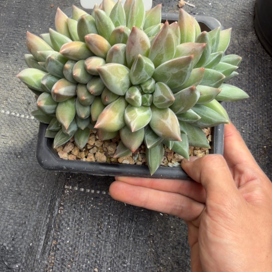 c***蕾一物一拍精控重楼朵朵缀53