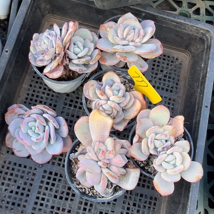 777多肉588899888888888