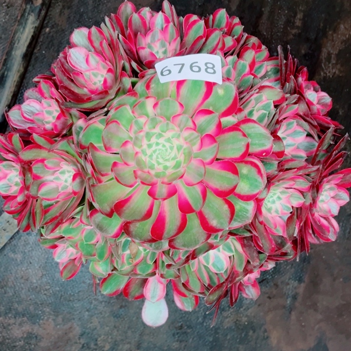 新品大孔雀翎特价多肉