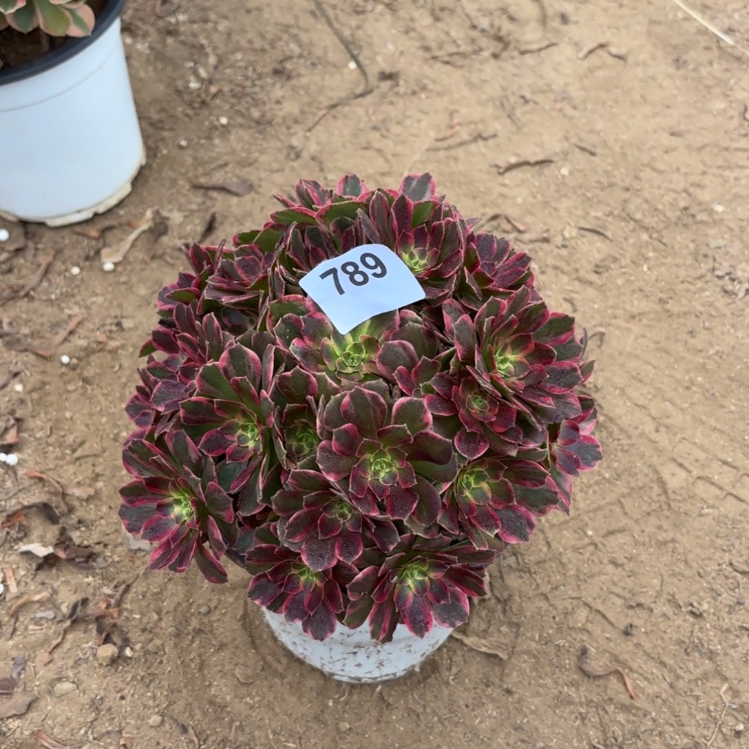 安娜多肉断枝不包789