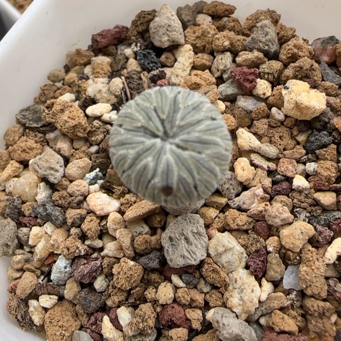 021实生精巧丸多肉1.2