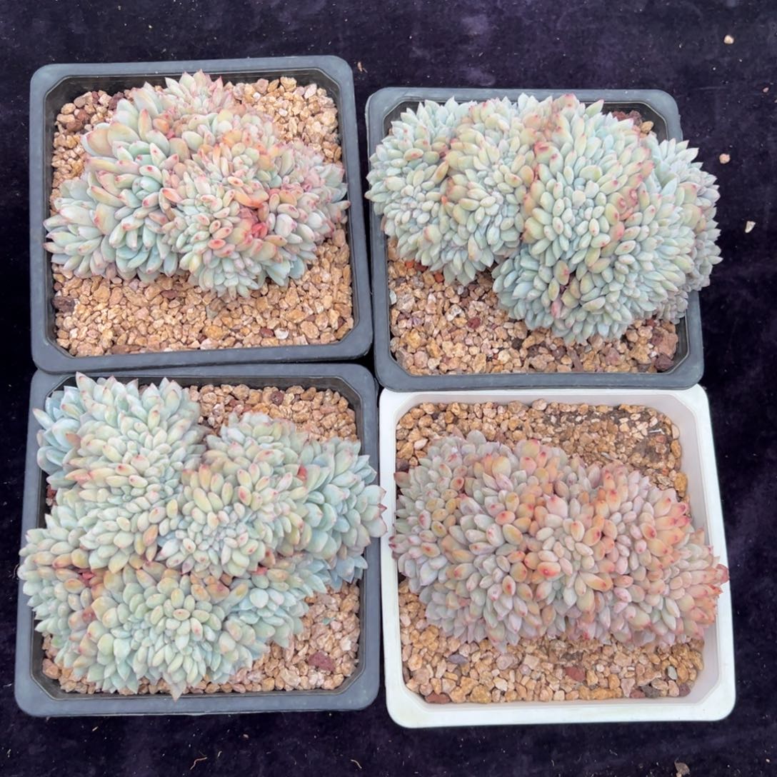 新年快乐 新年快乐