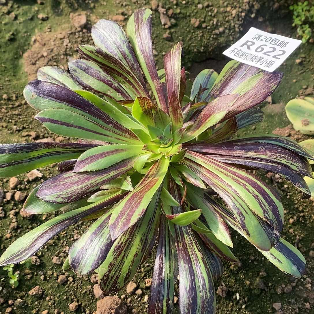 622水墨丹青多肉法师锦