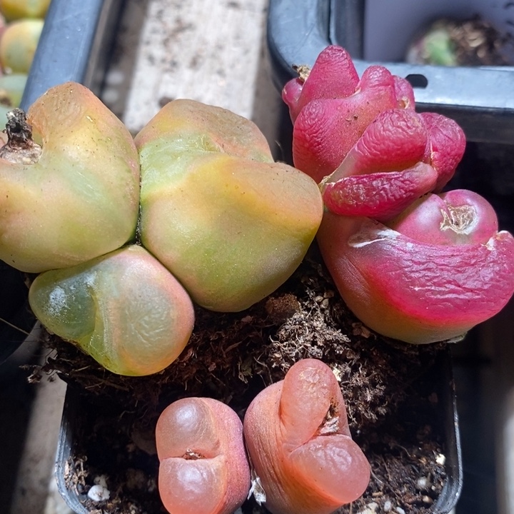 不**波25233有伤一组一组