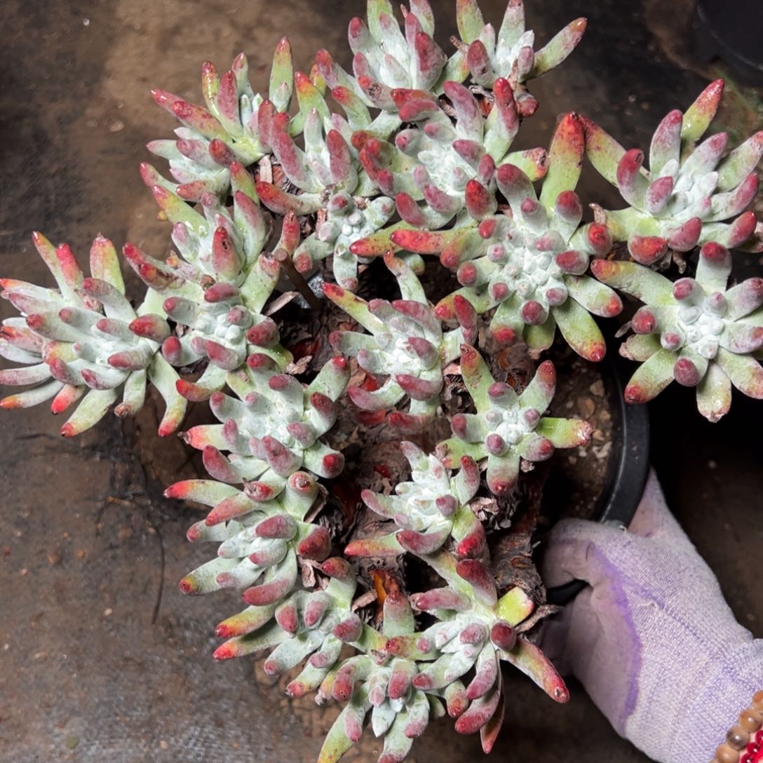 2290文森特哈哈哈哈哈哈哈