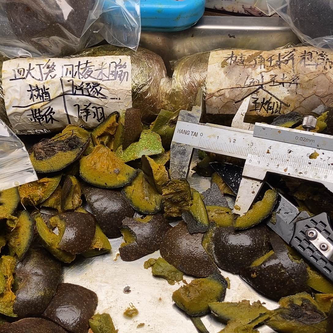 顶****大叶紫檀（黑酸枝木类）