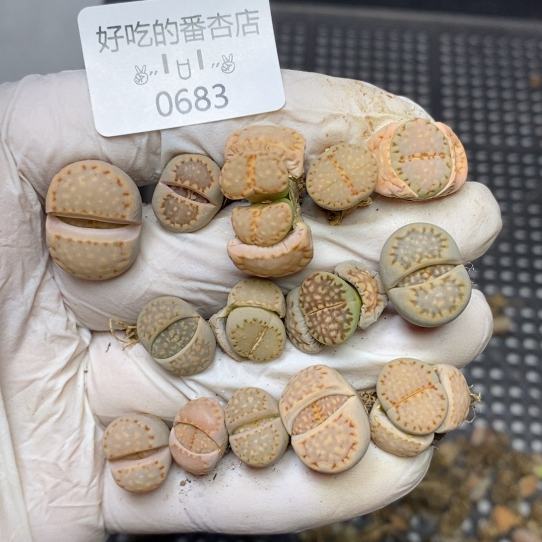 0683。零下拍保温。