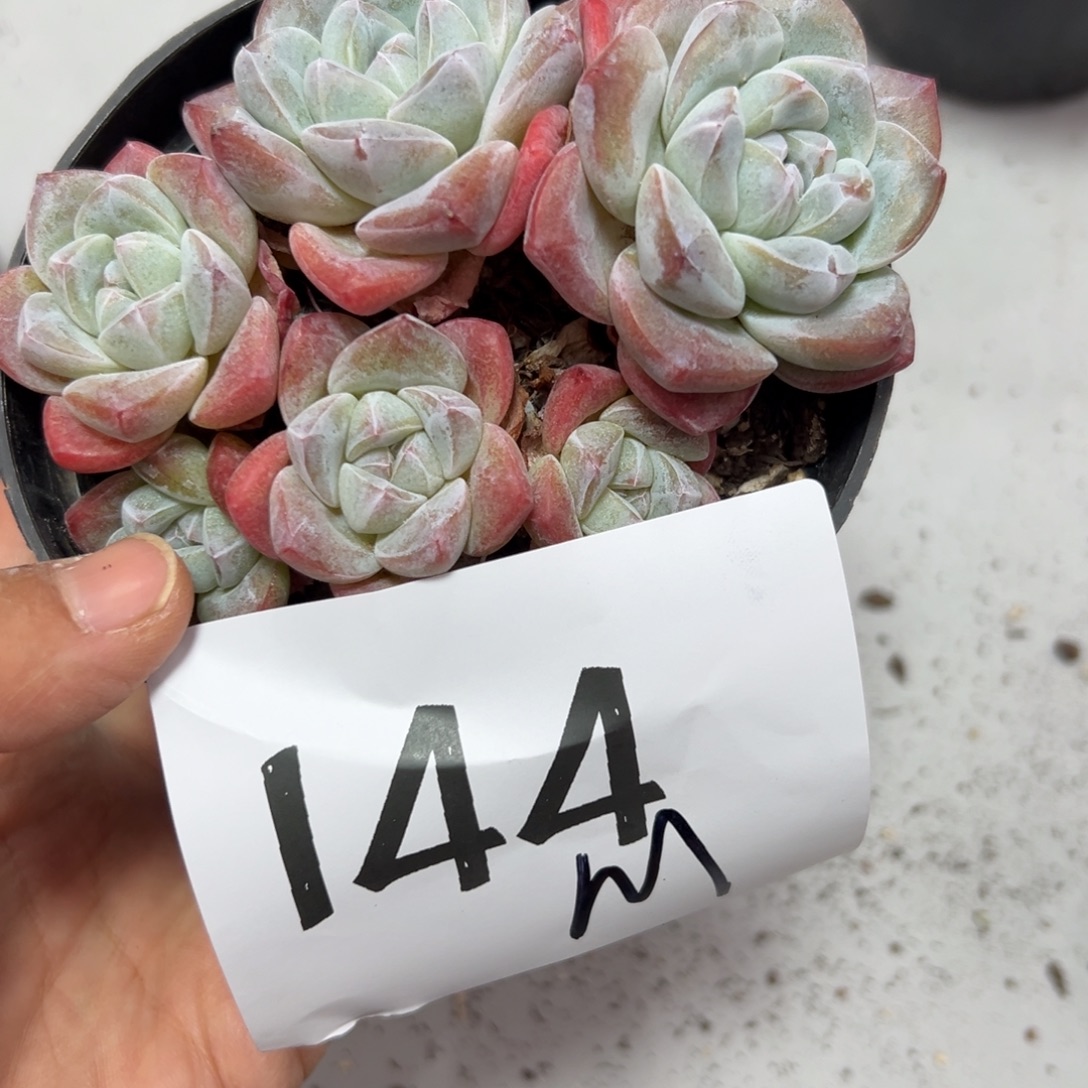 (***M144、不得不好吃好吃吧女女