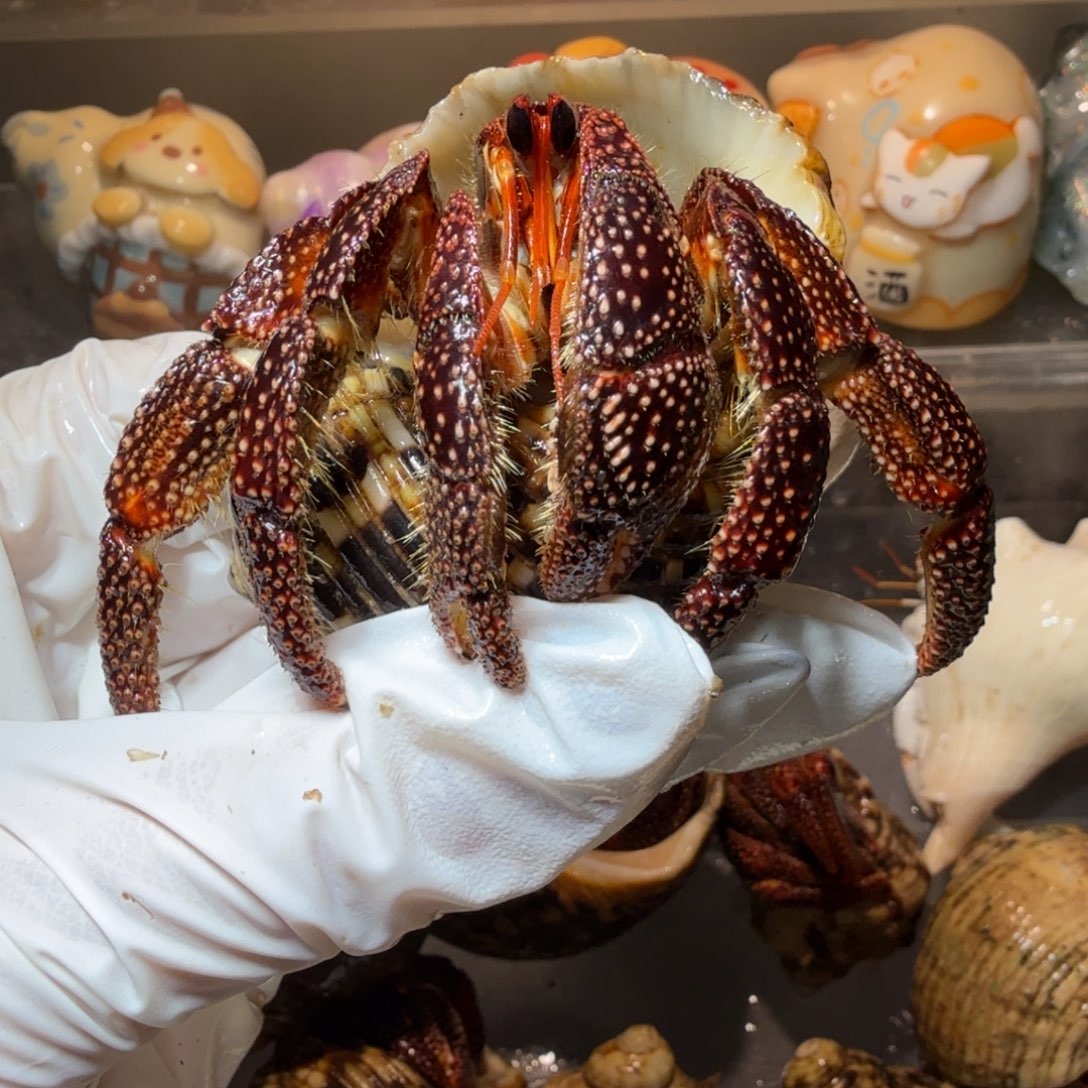 豆包专 3.0口黑莓