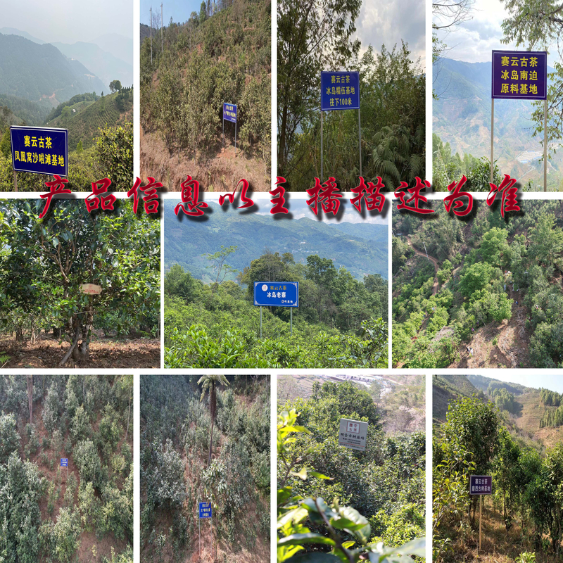 2022年冰岛春茶溯源-云南普洱茶-生茶